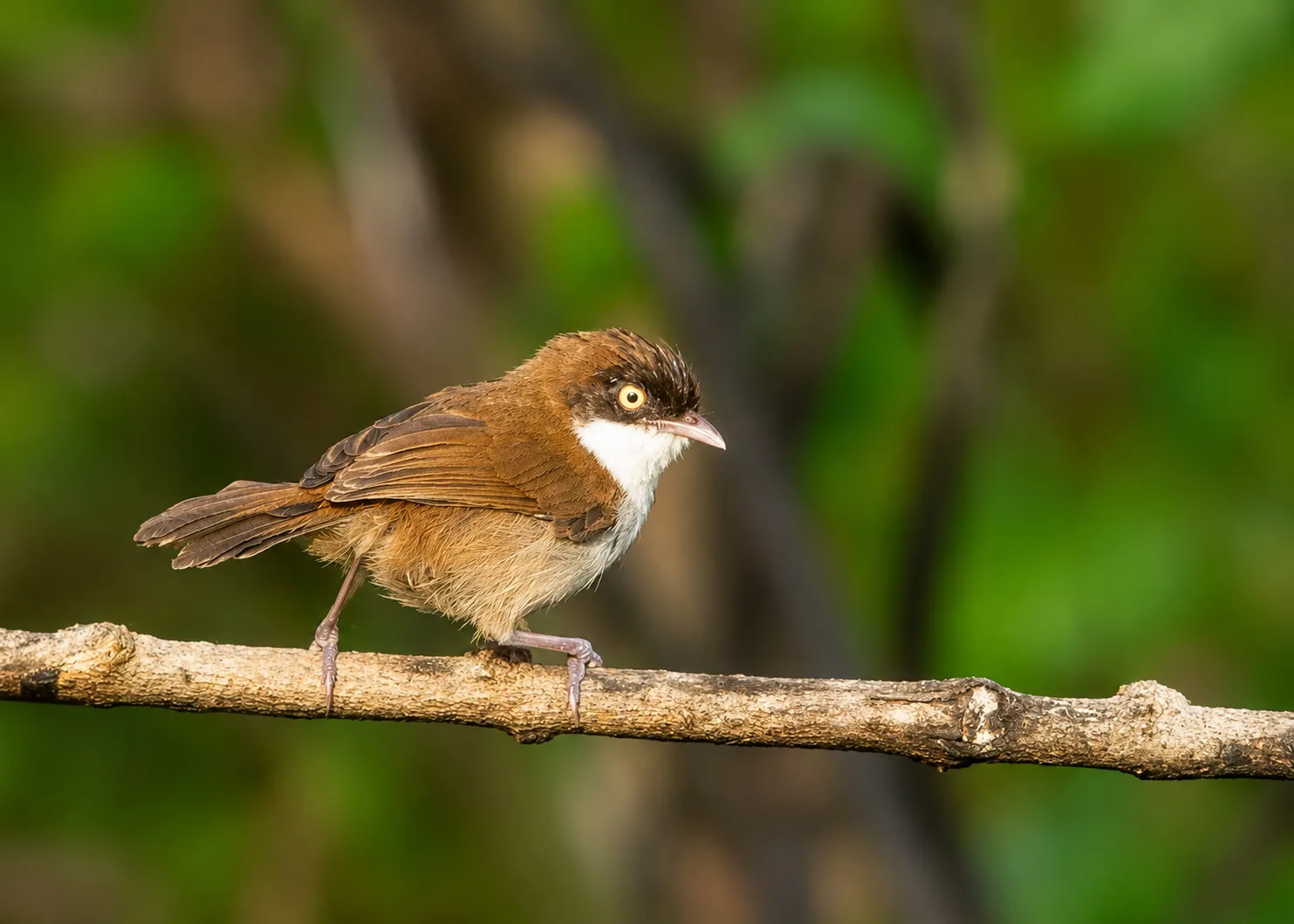 Dark-fronted babbler